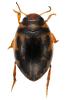 Hygrotus inaequalis